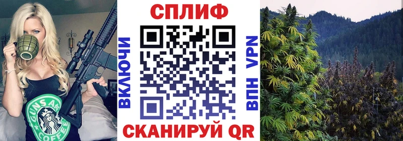 Марихуана план  как найти наркотики  Пионерский 